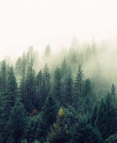 skog og tåke